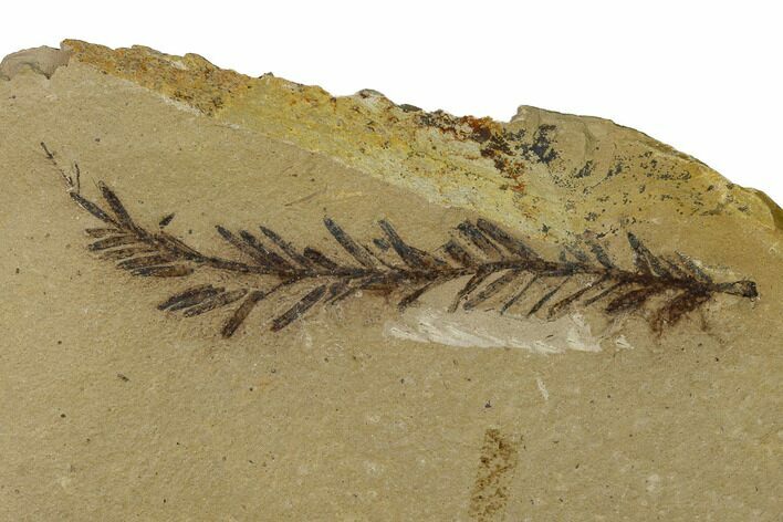 Dawn Redwood (Metasequoia) Fossil - Montana #165220